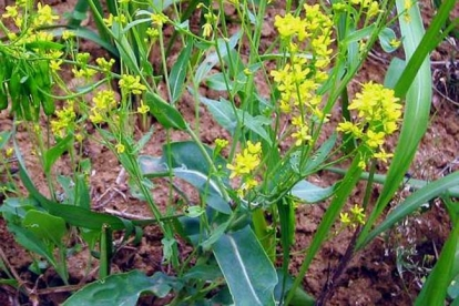 板蓝根植株