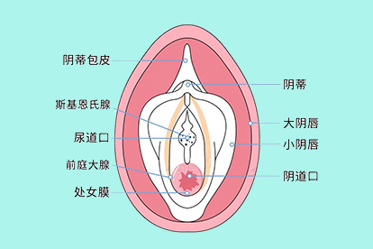 处女膜的位置