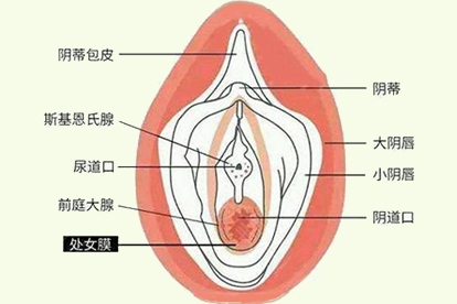 处女膜位置