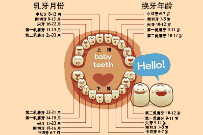 儿童换牙顺序图片