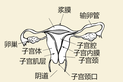 正常子宫图片