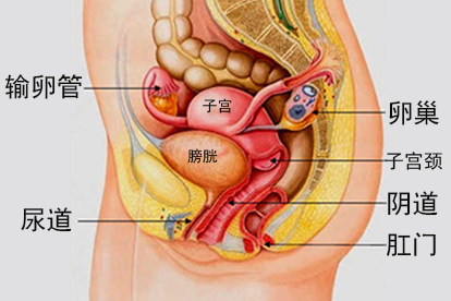 正常子宫图片