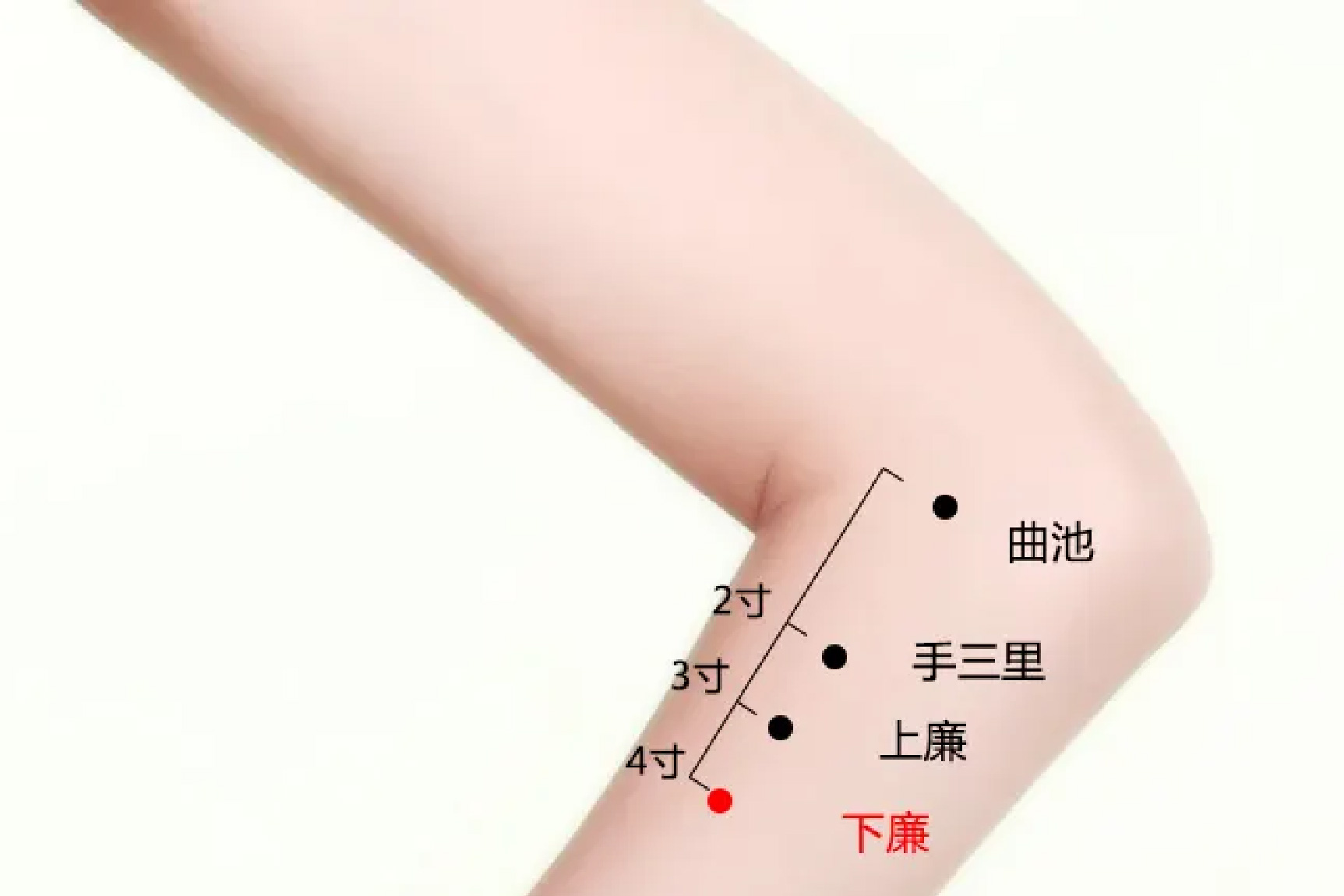下廉的准确位置图和作用