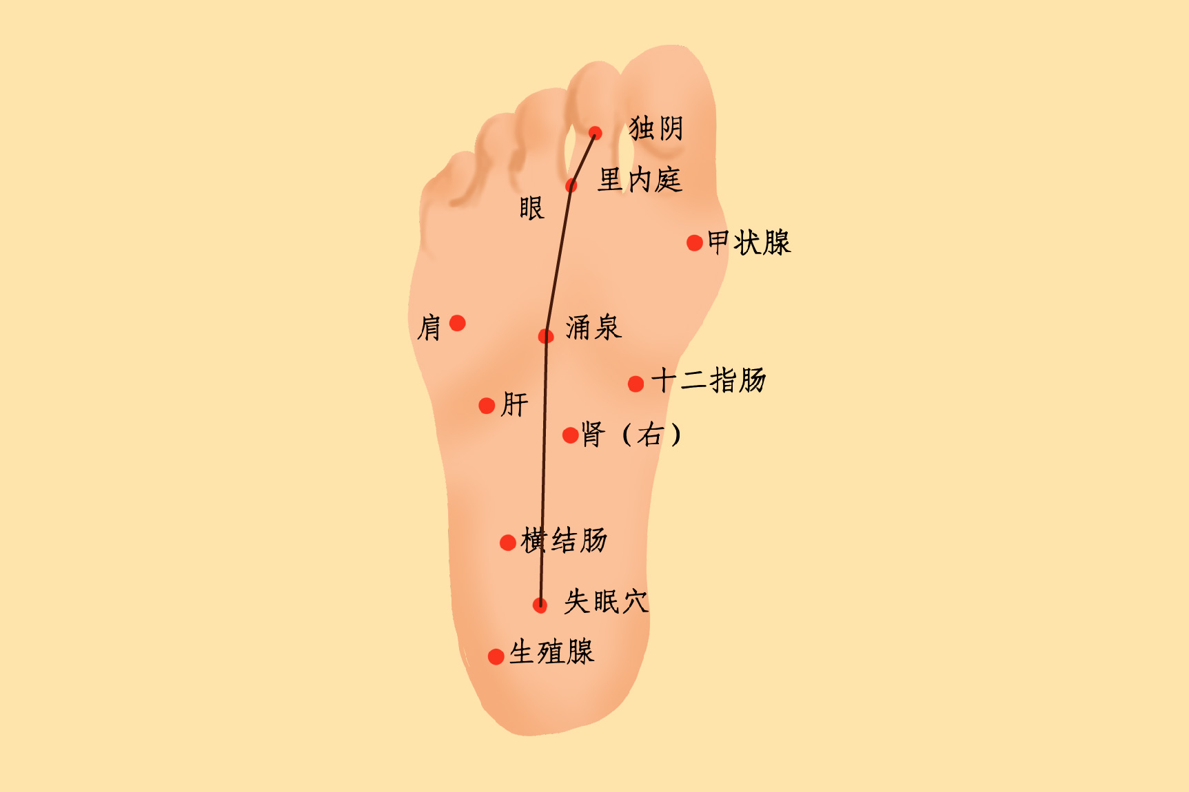 中医脚底经络图