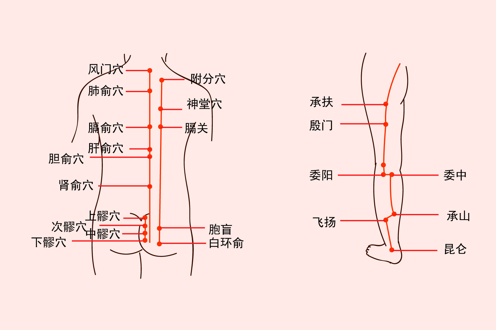 内膀胱经和外膀胱经的示意图