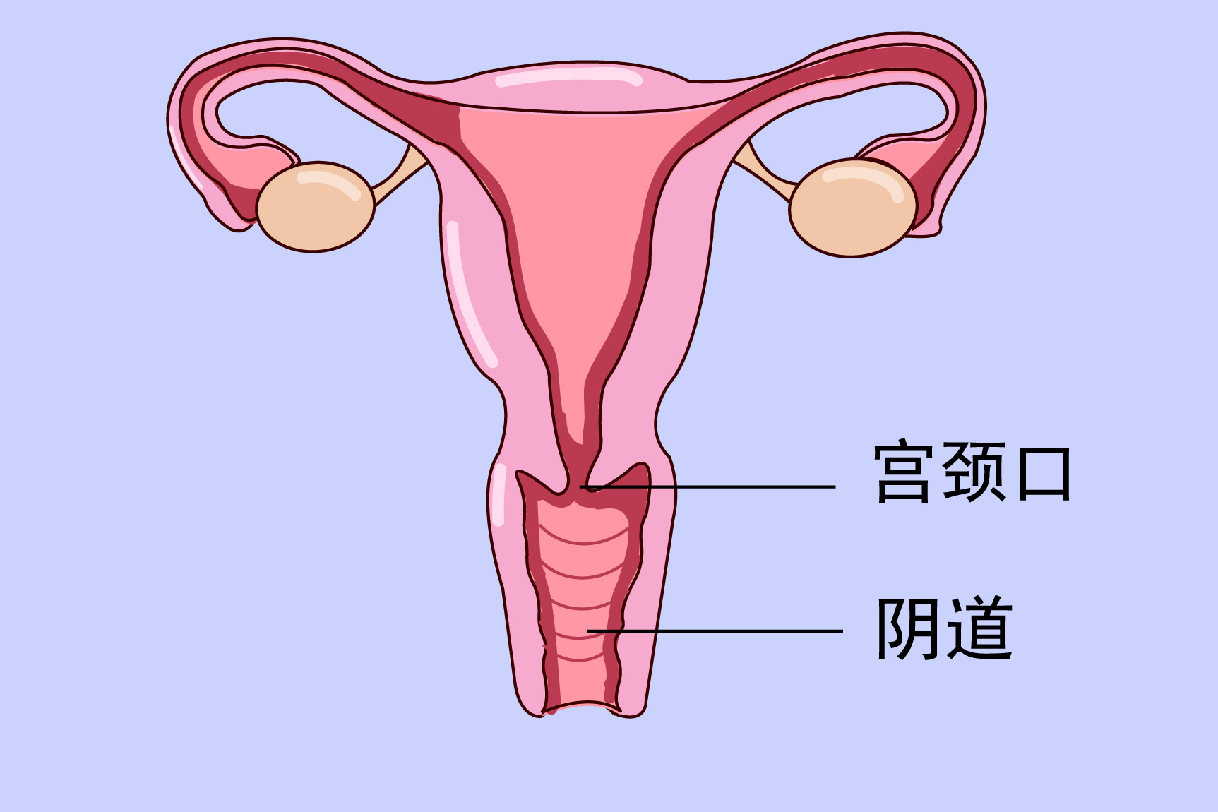 阴道的样子