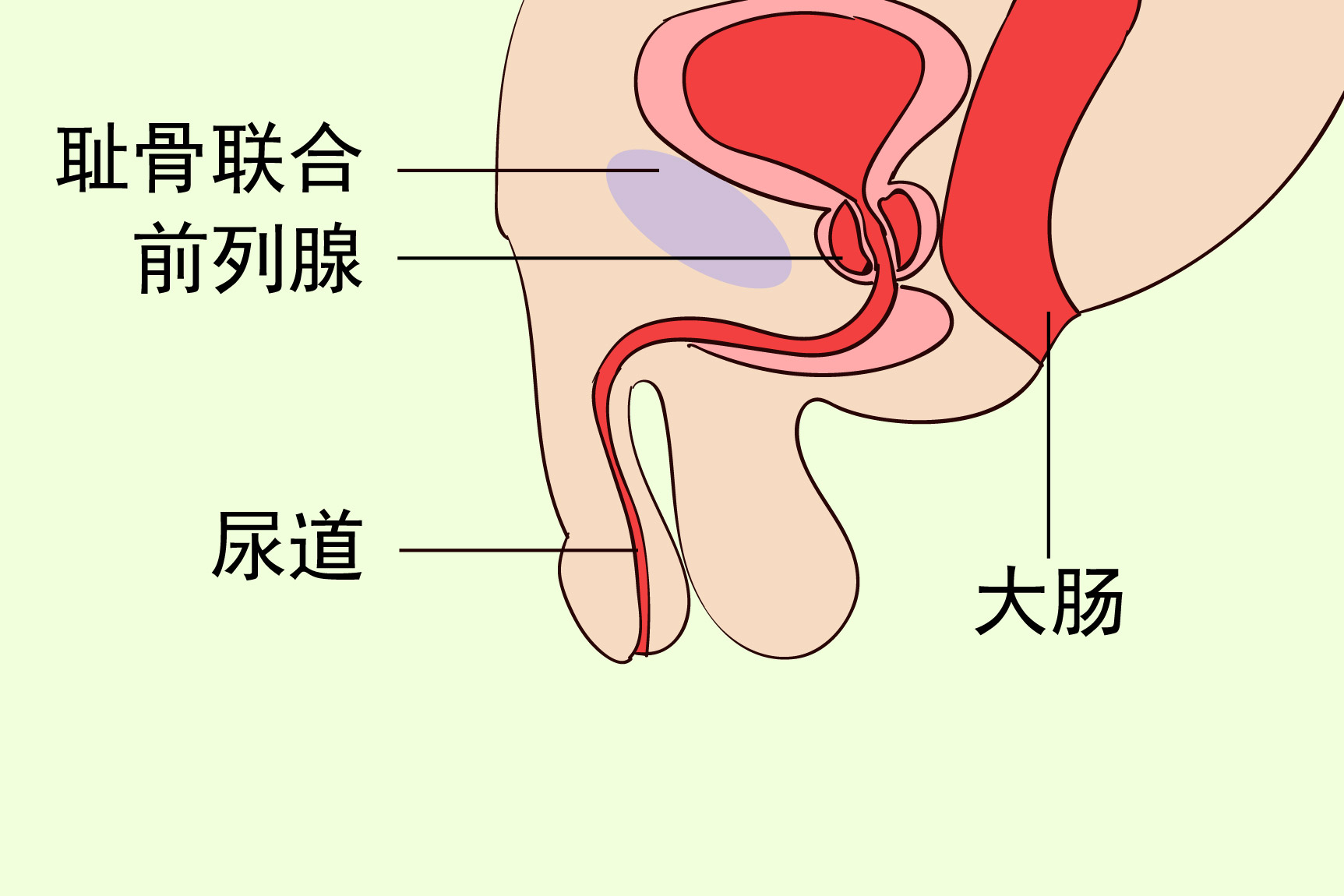 前列腺位置图