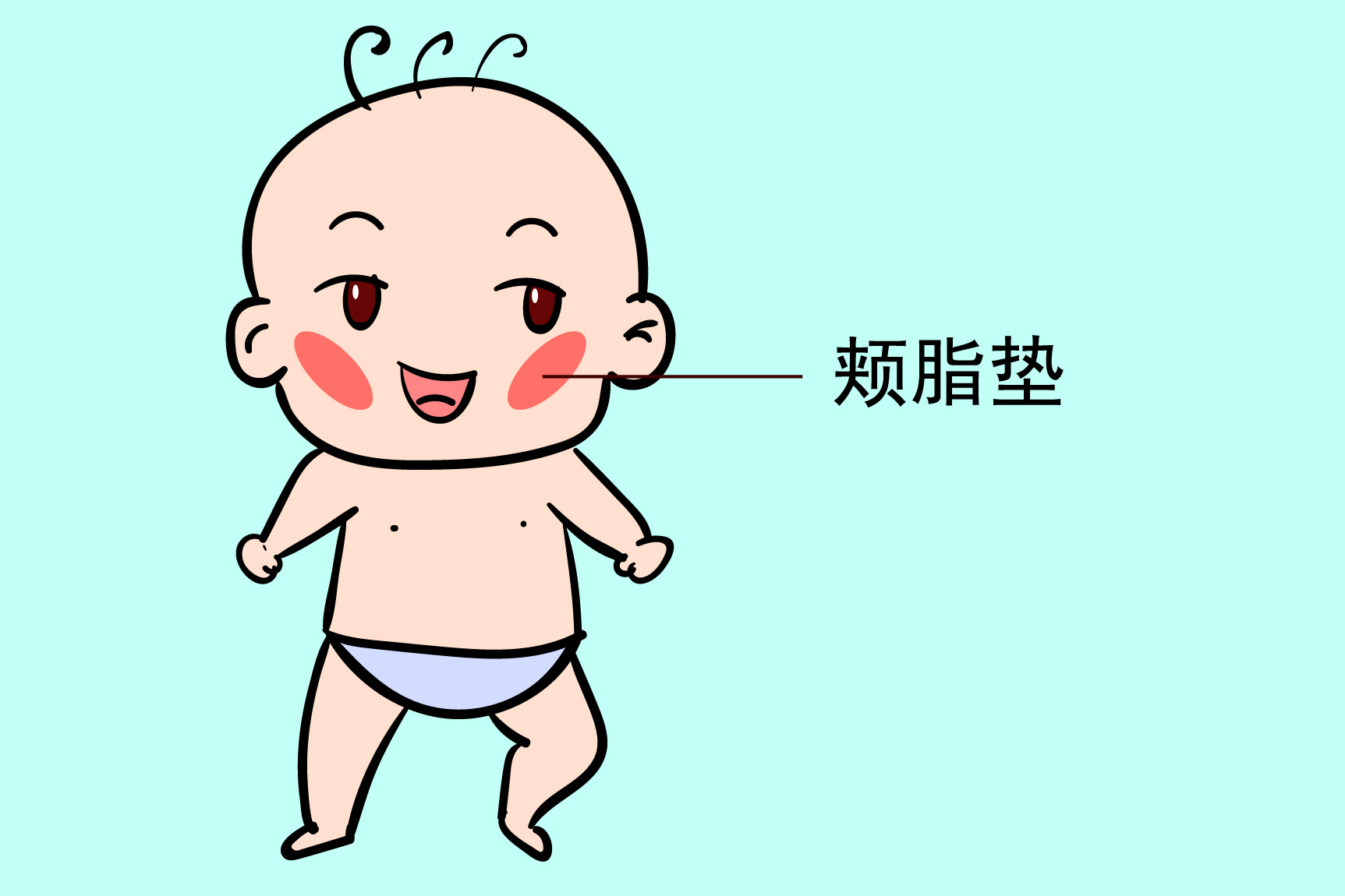 婴儿颊脂垫位置图