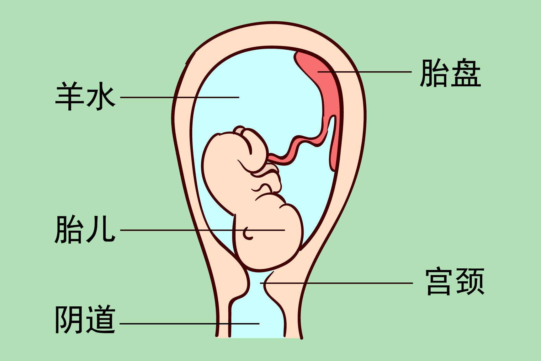 顺产图片