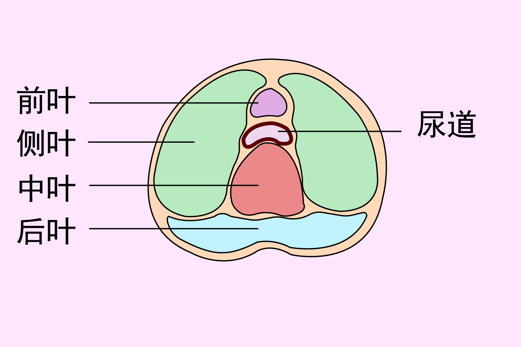 前列腺内部结构图