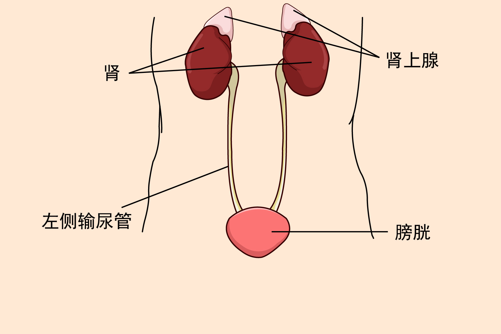 男性左侧输尿管位置图