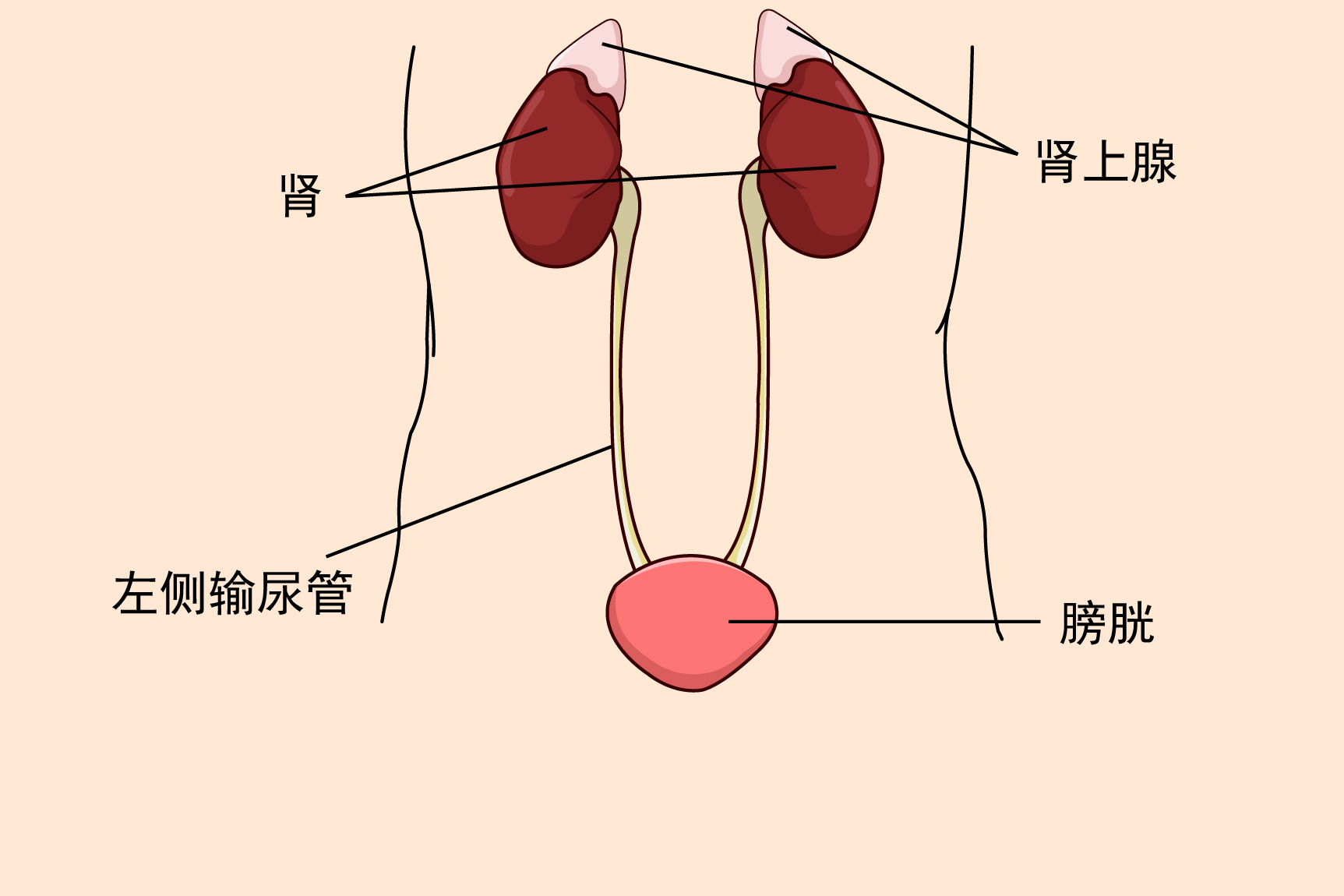 左侧输尿管位置图