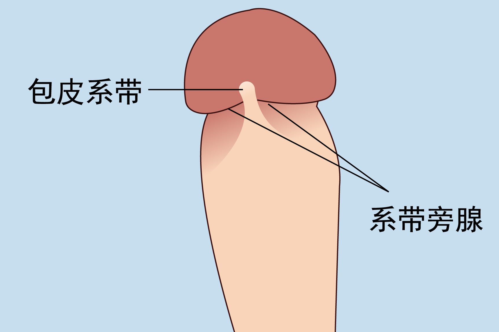 系带旁腺图