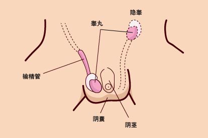 睾丸位置图片