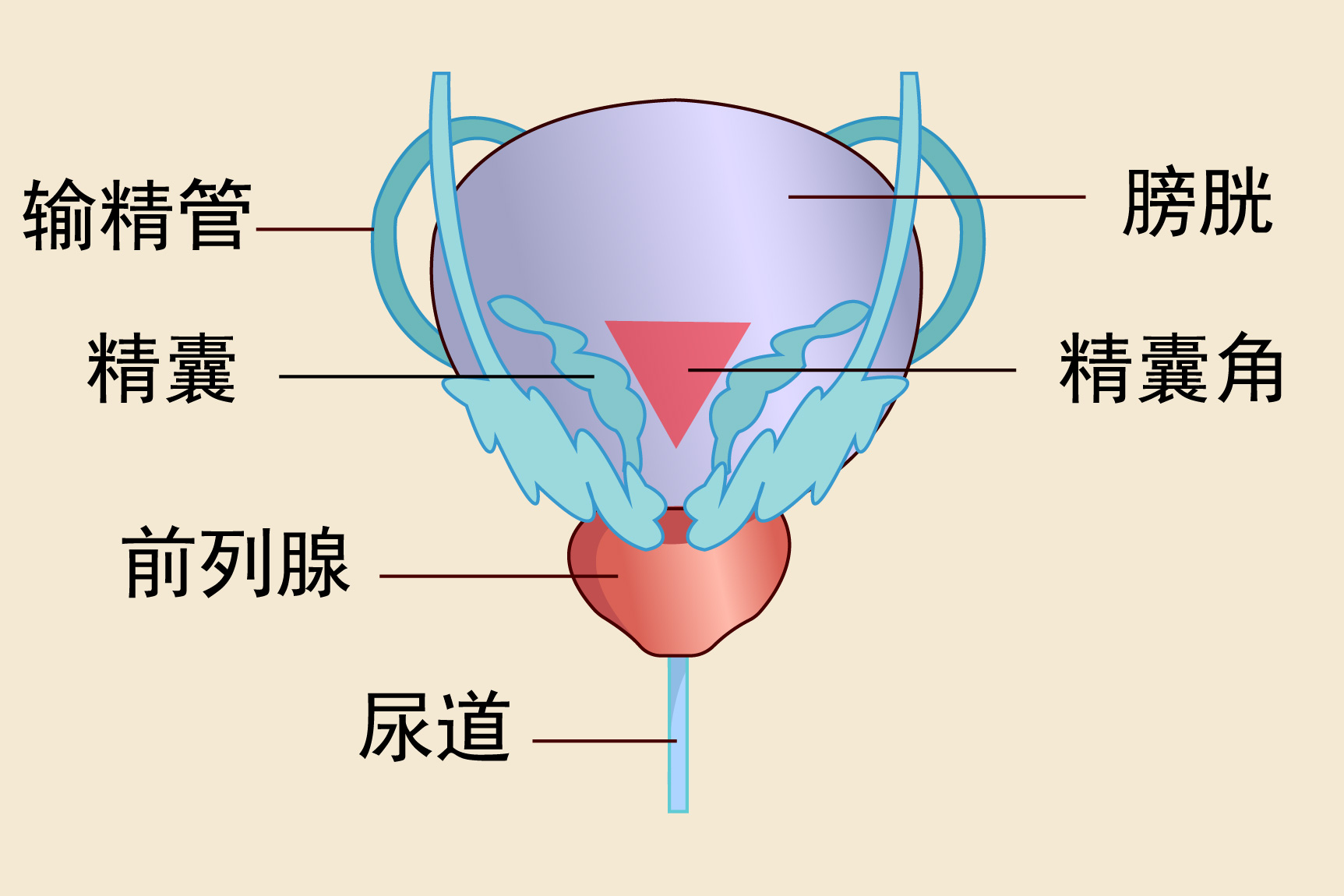 膀胱精囊角图片
