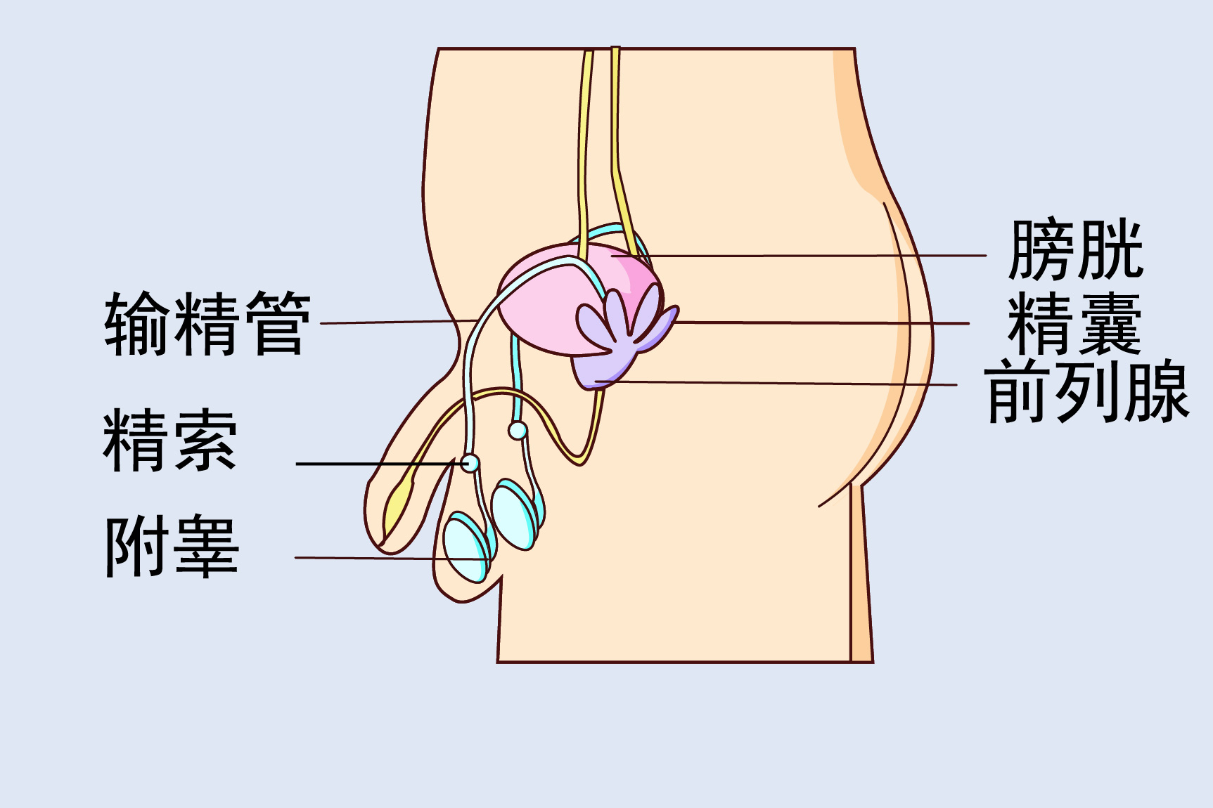 输精管位置图
