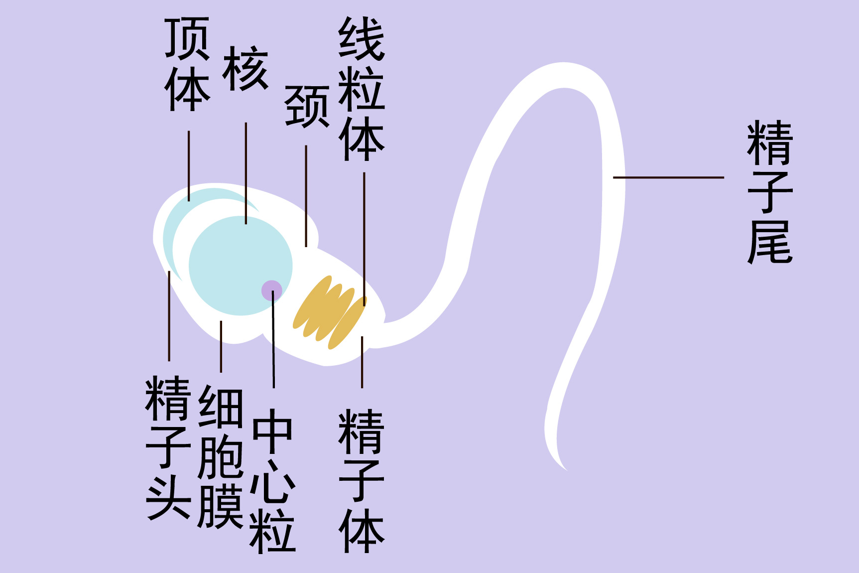 精子结构图