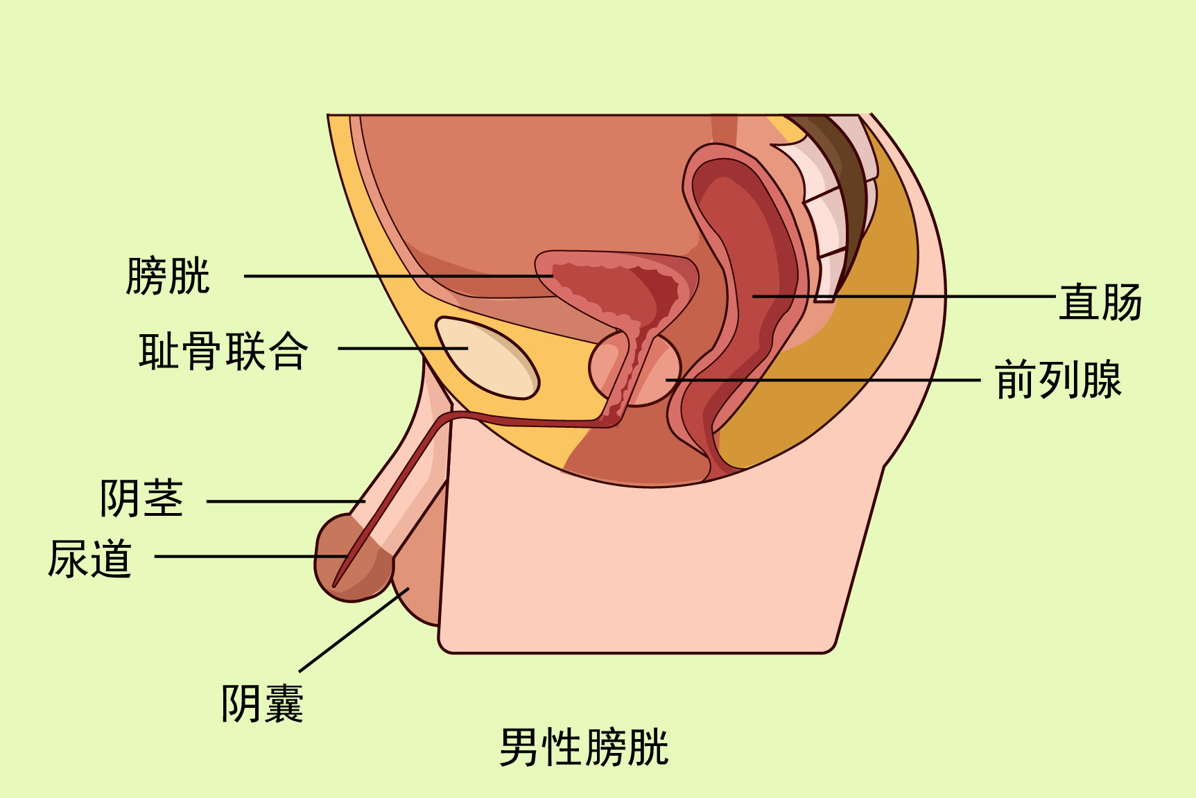 男性膀胱图片