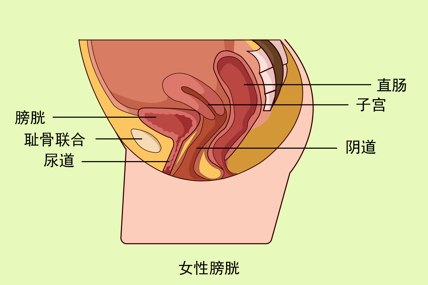 女性膀胱位置图片