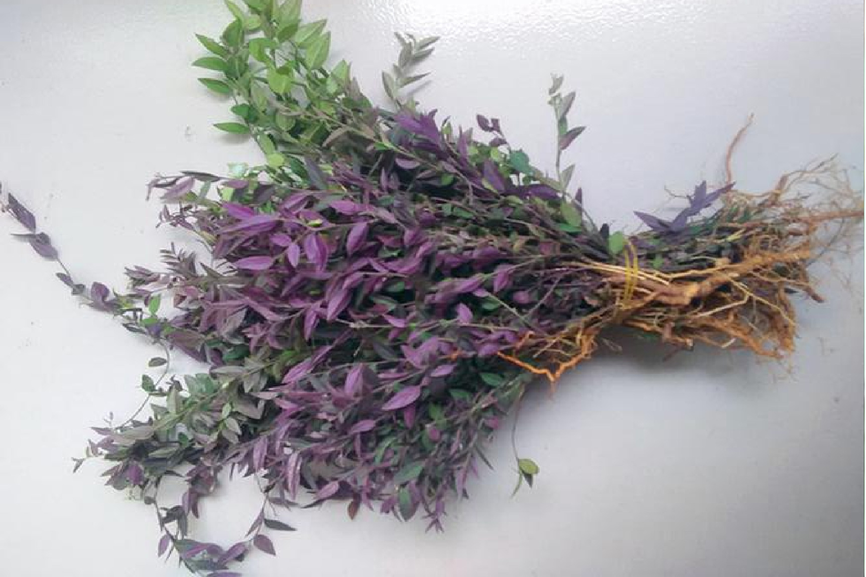 辰砂草药图片