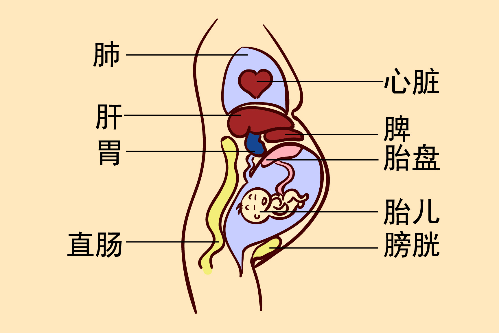 孕晚期五脏六腑图片