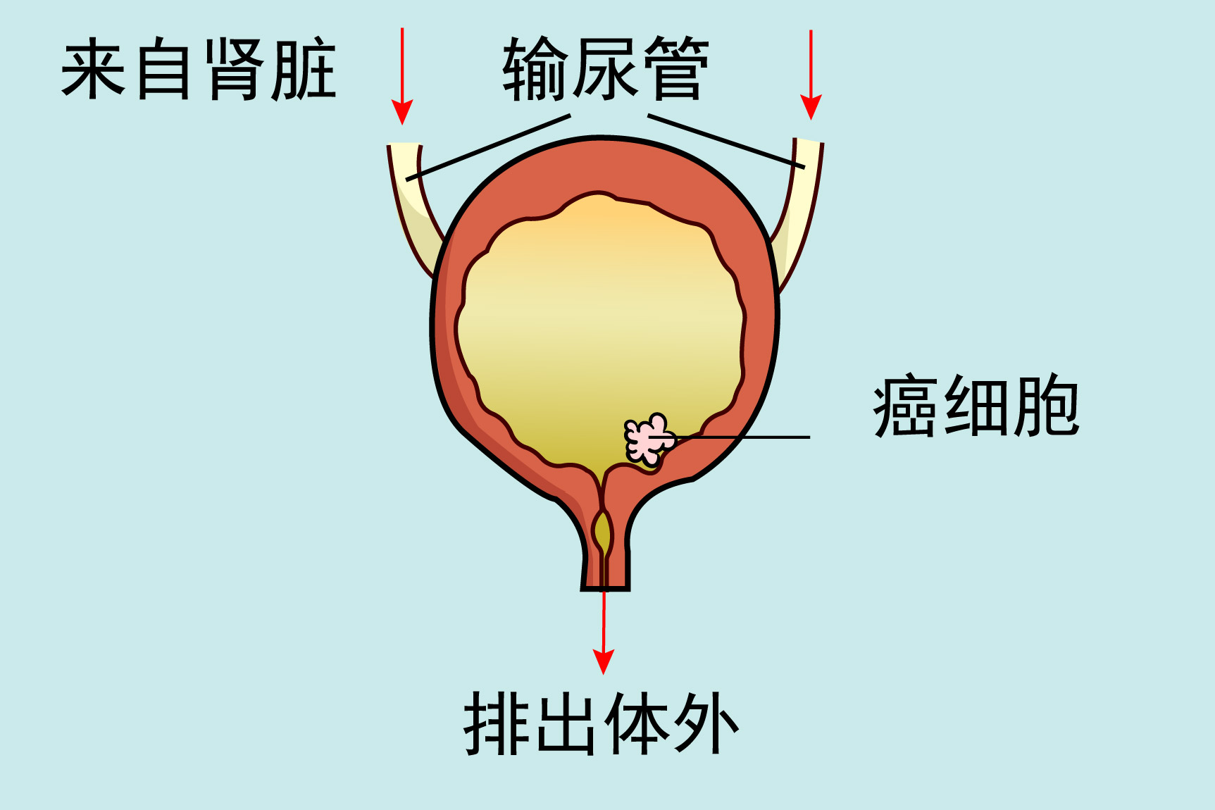 图12～16 男性尿道各段上皮-功能组织学与胚胎学-医学