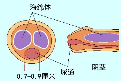 尿道口大小图片