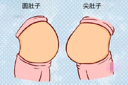 怀孕肚子尖和圆图