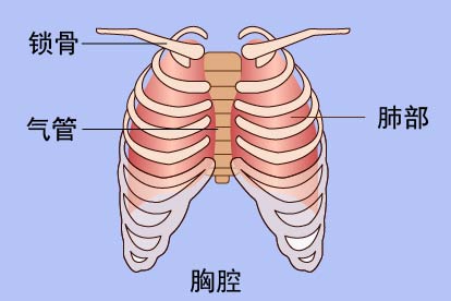 肺与胸腔图