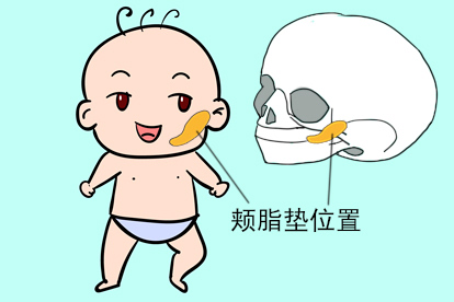 婴儿颊脂垫位置图