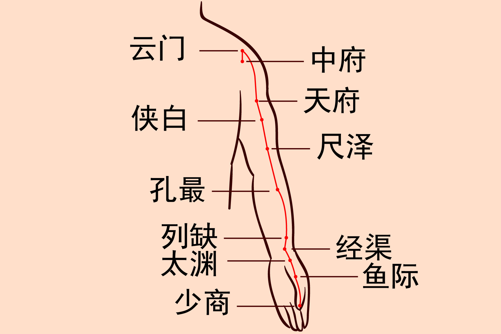 手太阴肺经络走向图