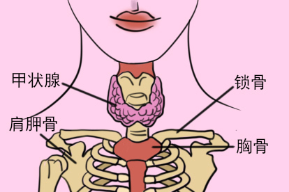 甲状腺和锁骨图片