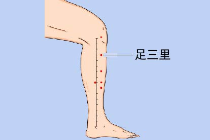 足三里图片