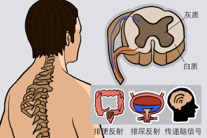 脊髓的灰质和白质图片