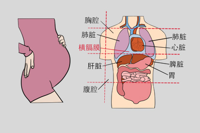 孕妇横膈膜的位置图