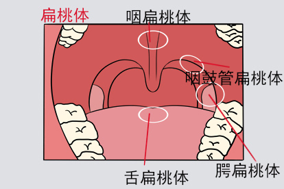 扁桃体图片