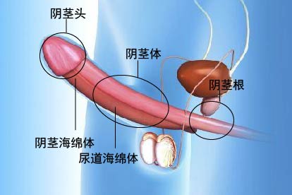 男人阴茎图片