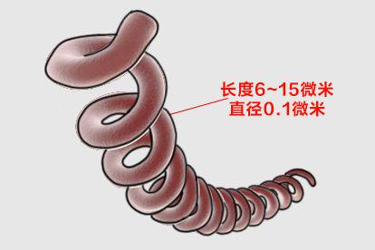 梅毒螺旋体手绘图