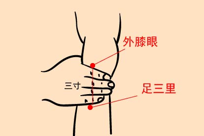 足三里位置图