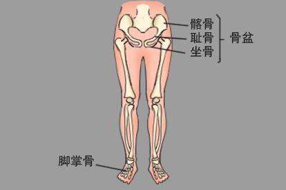 人体下身部位结构图位置骨骼