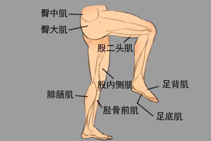 人体下身部位结构图位置肌肉