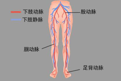 人体下身部位结构图位置血管
