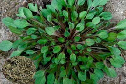 植物管胃病图片附地菜