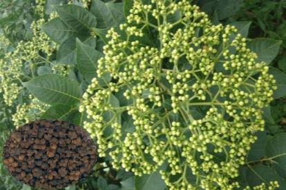 植物管胃病图片吴茱萸