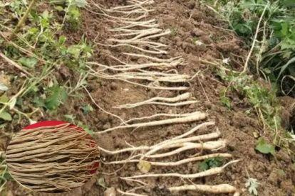 植物管胃病图片党参