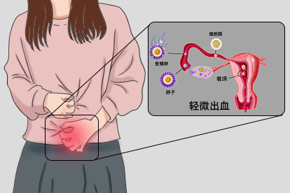 受精卵着床图