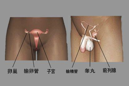 生殖系统图