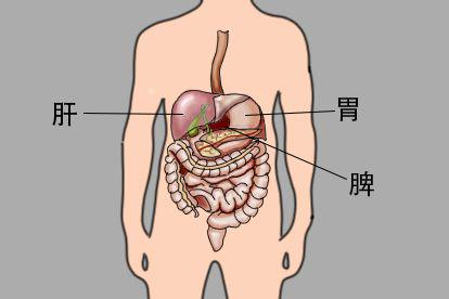 消化系统图