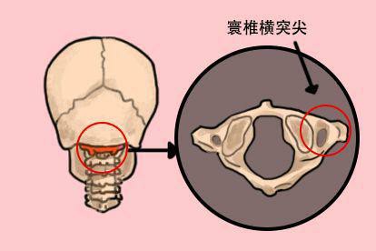 指寰椎突尖位置图
