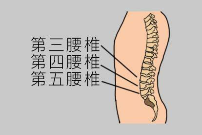 L3/4、L4/5腰椎部位图